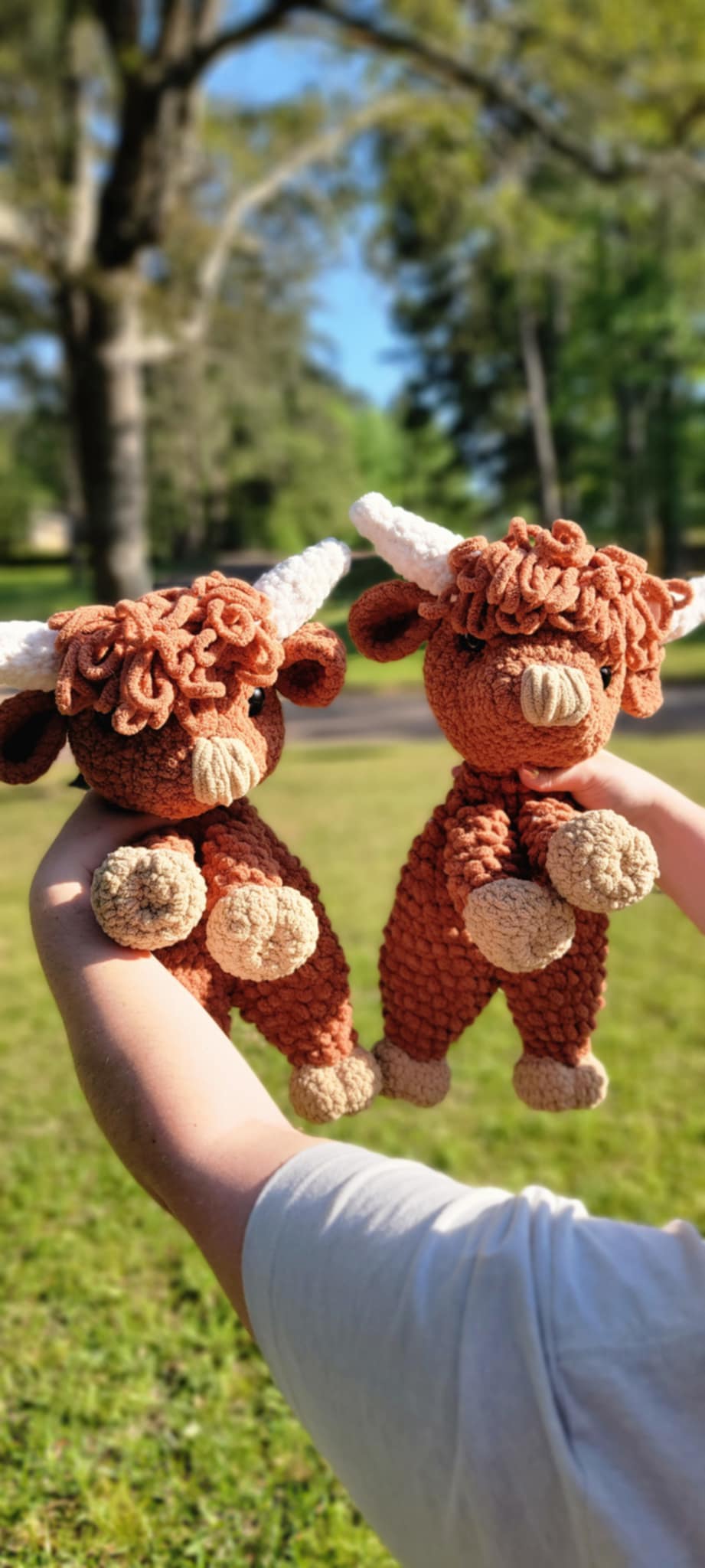 Benny highland cow
