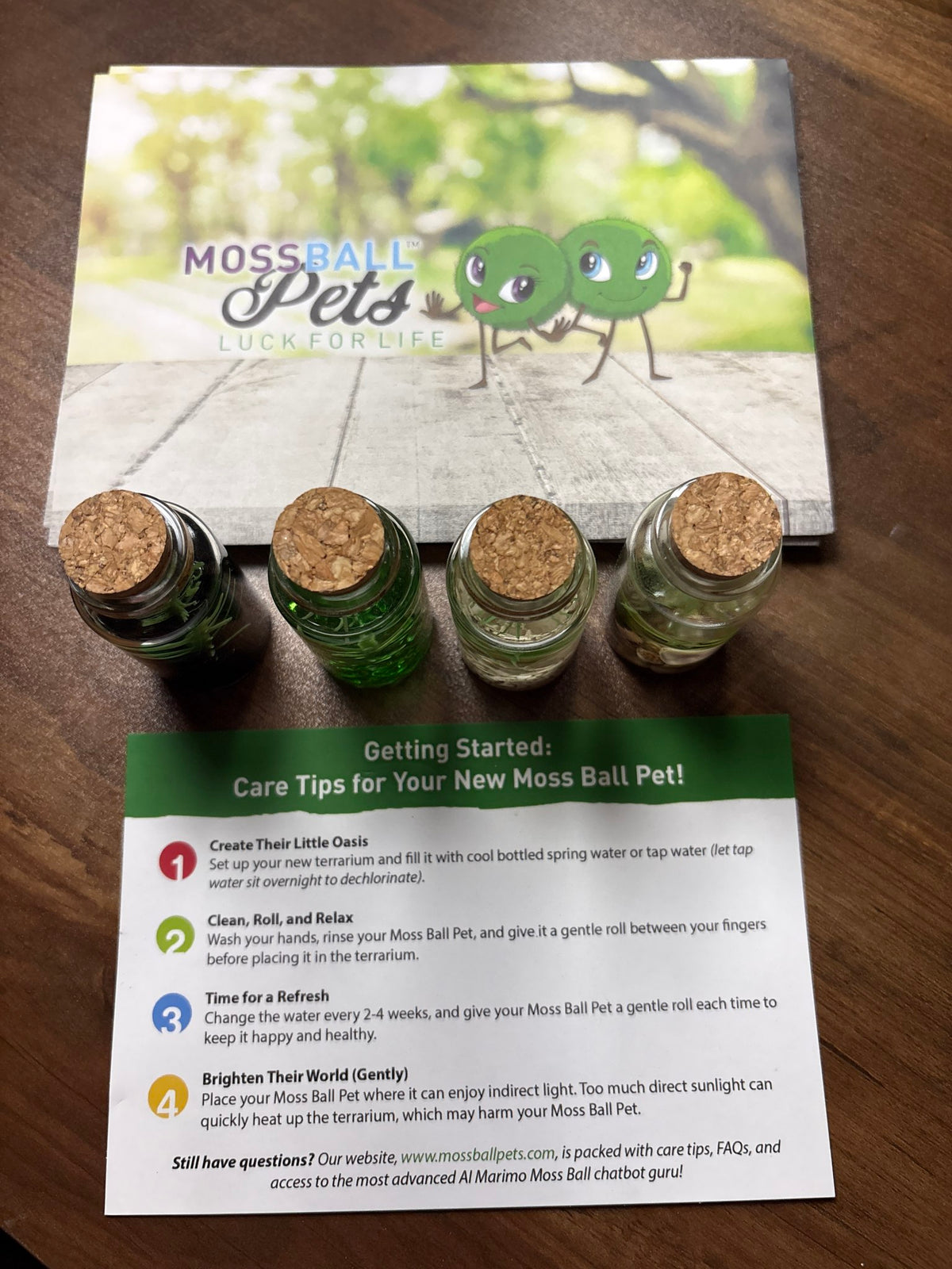 Moss Ball Pets- Live